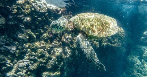 Sharks Cove Self-Guided Snorkel f-4