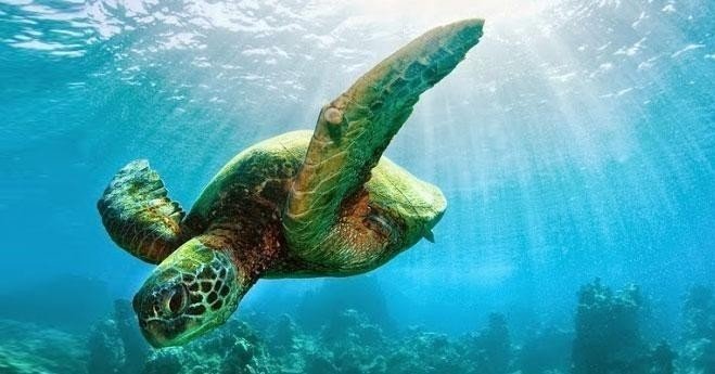 South Maui Premier Kayak & Snorkel f-1