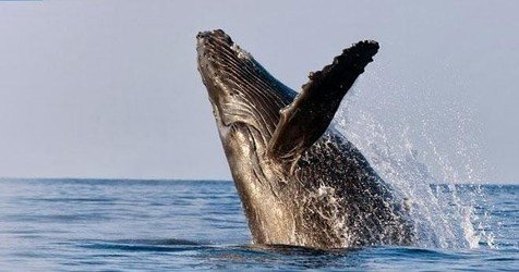 South Maui Turtle Reef Discovery f-2