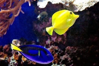 South Maui Turtle Reef Discovery f-4