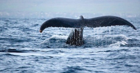 Waikiki Deluxe Whale Watch Sail f-1
