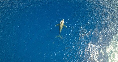 Waikiki Deluxe Whale Watch Sail f-3