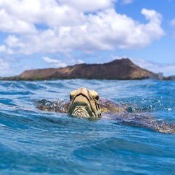 Waikiki Turtle Snorkel Sail with Lunch f-3