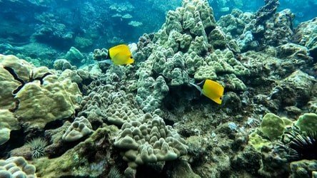 Wailea Coastline Discovery f-11