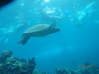 Wailea Coastline Discovery f-4