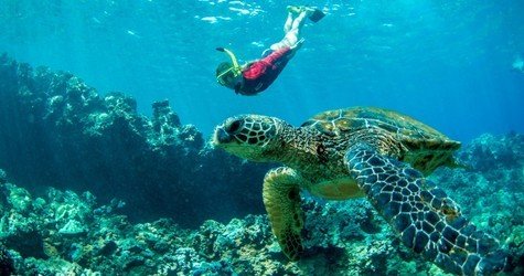 West Maui Half Day Snorkel Adventure f-1