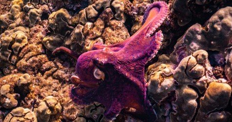 West Maui Half Day Snorkel Adventure f-10