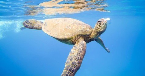 West Maui Half Day Snorkel Adventure f-3