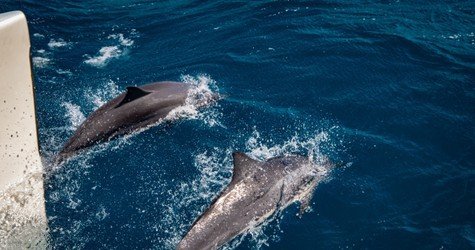 West Maui Half Day Snorkel Adventure f-4