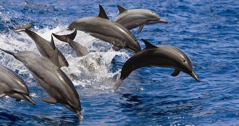 West Oahu Dolphin Watch and Turtle Snorkel Sail w Lunch f-2