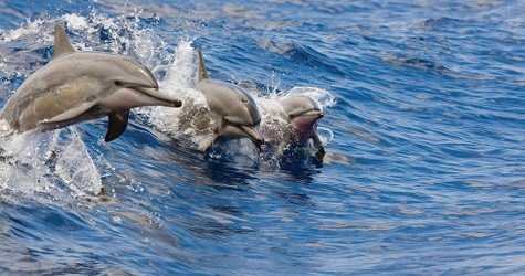 West Oahu Dolphin Watch and Turtle Snorkel Sail w Lunch f-6