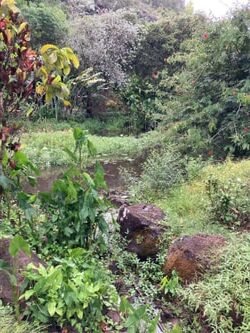 #1 Private VIP Daytime HAWAIIAN AUTHENTIC LUAU” & WAIMEA WATERFALL Experience!!” f-12