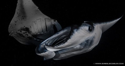 2-tank Manta Ray Night Charter f-2