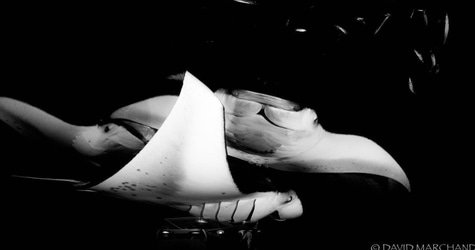 2-tank Manta Ray Night Charter f-4