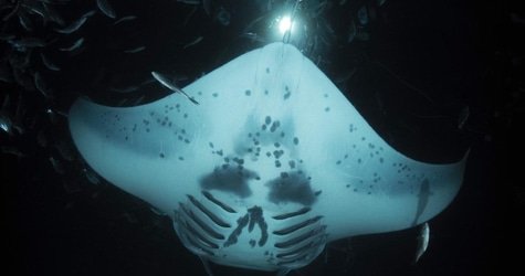 2-tank Manta Ray Night Charter f-5