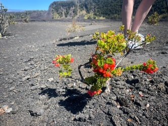 A Guided Hike Adventure Kilauea Iki and Lava Tube f-5