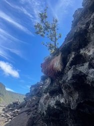 A Guided Hike Adventure Kilauea Iki and Lava Tube f-7