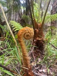 A Guided Hike Adventure Kilauea Iki and Lava Tube f-9
