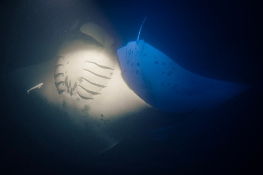 Advanced Manta Ray Scuba Dive f-1