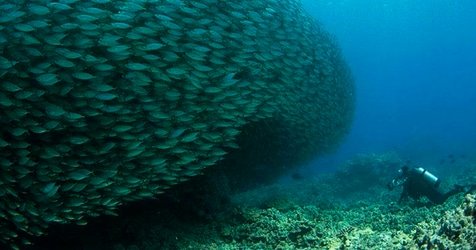 Afternoon Reef & Manta Snorkel2-Tank Scuba Adventure f-1