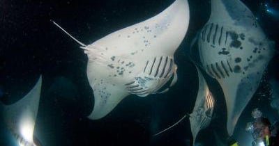 Afternoon Reef & Manta Snorkel2-Tank Scuba Adventure f-3