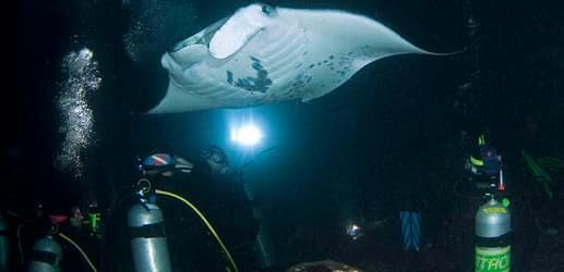 Afternoon Reef & Manta Snorkel2-Tank Scuba Adventure f-5