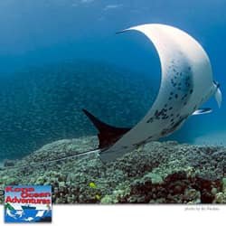 Afternoon Reef & Manta Snorkel2-Tank Scuba Adventure f-7