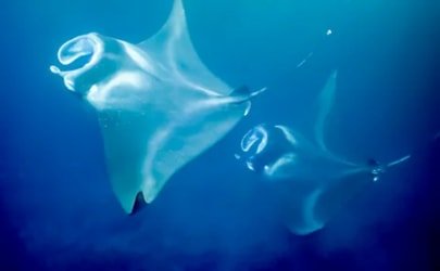 COMBO Sunset and Manta Ray Snorkel f-3