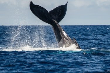 COMBO Whale Watch & Manta Ray Night Snorkel f-2