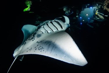 COMBO Whale Watch & Manta Ray Night Snorkel f-3