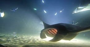 Close Encounters Manta Edition f-1