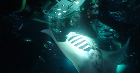 Coral Reef Manta Ray Night Snorkel f-1
