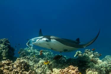 Daytime Manta Encounter and Whale Watch f-2