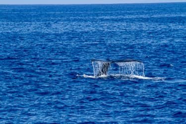 Daytime Manta Encounter and Whale Watch f-4