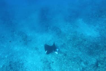 Daytime Manta Encounter and Whale Watch f-7