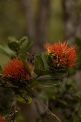 Guided Three-hour Hike in Volcanoes National Park f-12