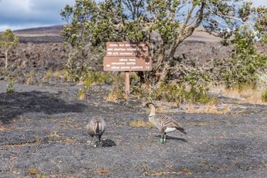 Hiking Hawaii Volcanoes National Park f-2