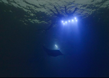 Keauhou Snorkel The Original Manta Spot – Private Charter f-2