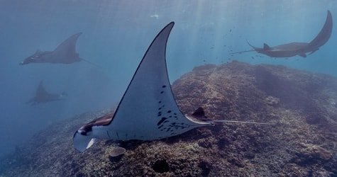 Keauhou Snorkel The Original Manta Spot – Private Charter f-3