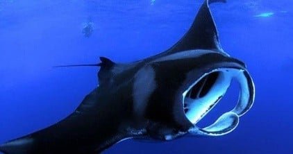 Kona Coast Manta Ray Night Snorkel f-1