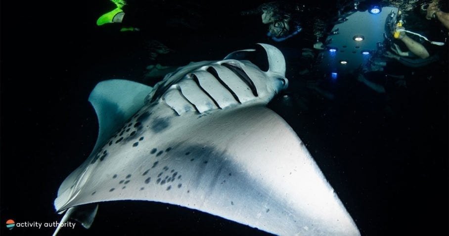 Kona Town Manta Sunset Snorkel f-1