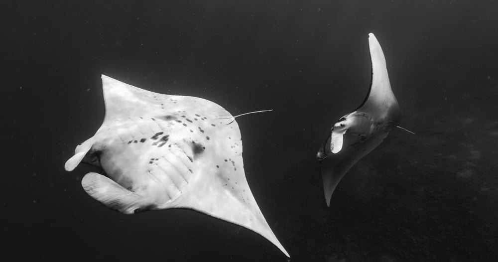 MANTA RAY SNORKEL f-1