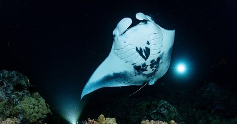 Manta Dive & Snorkel Trip f-1