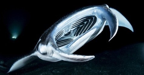 Manta Dive & Snorkel Trip f-2