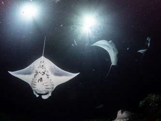 Manta Dive & Snorkel Trip f-3