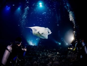 Manta Dive & Snorkel Trip f-4