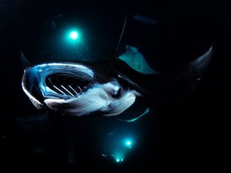 Manta Dive & Snorkel Trip f-5