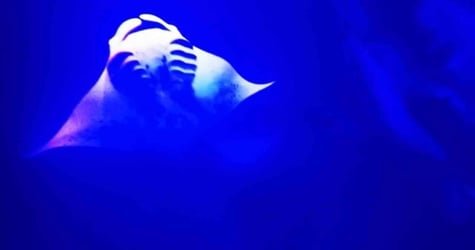 Manta Ray Late Night Snorkel f-1