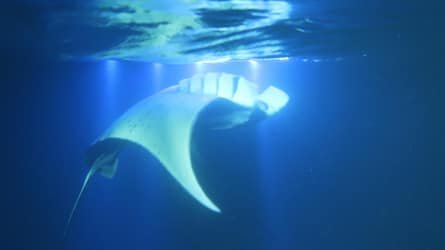 Manta Ray Moonlight Night Snorkel in Keauhou – Kona f-1