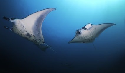 Manta Ray Swim Into Clear Blue Water